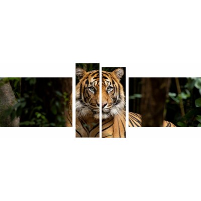 Sestavljena slika TIGER V NARAVI